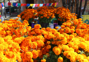 Dozens of marigolds collected in one area